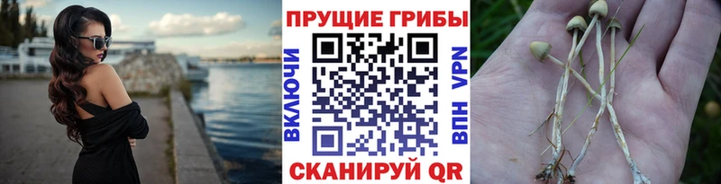 Галлюциногенные грибы ЛСД  Чкаловск 